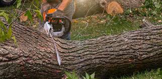 How Our Tree Care Process Works  in  Bristol, TN