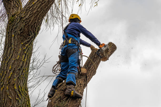 Best Arborist Consultation Services  in Bristol, TN