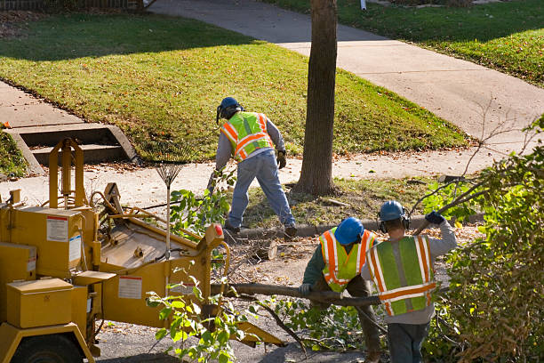 Best Tree Disease Treatment  in Bristol, TN