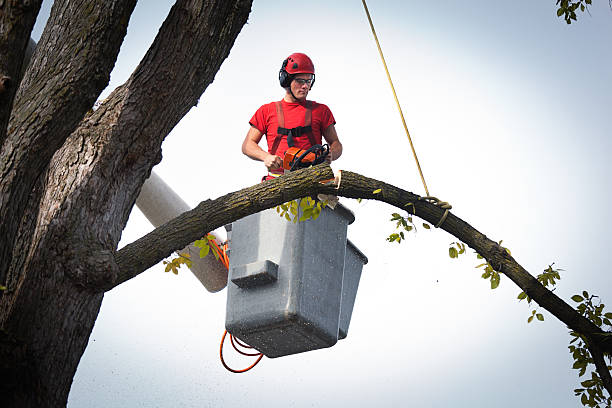 Best Tree Maintenance Programs  in Bristol, TN